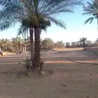 نعمل جميع اشغال النخيل تعديل النخل تخيش النخل تلقيح وتشويه