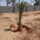 نخل للبيع جميع انواع انخيل