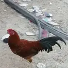 3ديوك للبيع