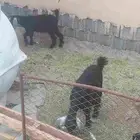 جفرتين وتيس للبيع