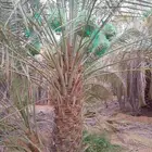 نخل للبيع مثمر خلاص سكري شيشي هلالي مجدول صقعي غر منيفي شهل