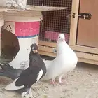 سلام عليكم زوج شمسي على سوم