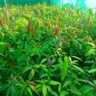 شتلات المانجو جمع انواعها توصيل إلى جميع أنحاء المملكة