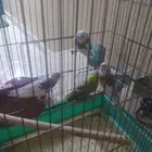 جوز بادجي مع عياله