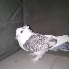 زوج حب الرمان زوج بكستاني