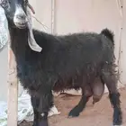 عنز عارضيه حليب وخروف حجري