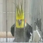 للبيع كروان أليف على السوم