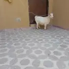 قزميه شيكيه بيور