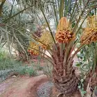 نخل مثمر للبيع خلاص صقعي برحي شيشي هلالي سكري منيفي