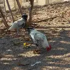 نعرض لكم اليوم اثنين   ديوك بلدي ممتازه وسليمه من كل الأمرا