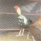 ديك شامو و ثنتين دجاج بلدي