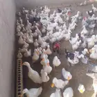بط بكيني