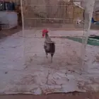 للبيع ديك بلدي على السوم الموقع ذهبان
