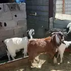 تيوس وجفار ورخال نجد
