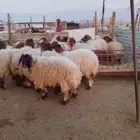 ذبايح للبيع تمايم