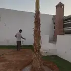 نخل زينه نخل واشنطن نحيف وسط عريض جميع المقاسات من متر الى 9