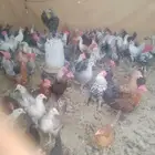 دجاج بلدي وفيومي عمر 5شهور واخد جميع تحينصات خالي من الامراض