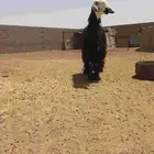 نعجه نجديه طيبه