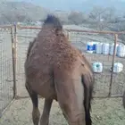 قعدان بلدي شي نظيف وخالي من الجرب والقرع وأعمارها سبعه أشهر