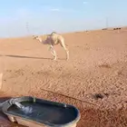 قعود للبيع لحم