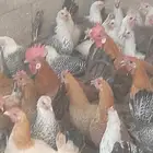 دجاج بياض اعمار 8و9شهور بياض