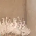 وز بلدي في بياض وفي زبح