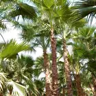 نخل واشنطني زينه