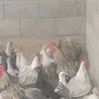 دجاج فيومي بياض