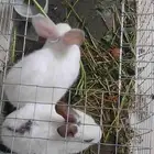 جوز ارانب للبيع