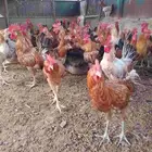 الارضيات الجنوبيه سبت شمران