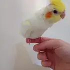 ذكر كروان لاتينو أليف للبيع
