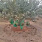 نخل مثمر اخلاص سكري صقعي مجدول نبوت سلطان خضري شيشي برحي