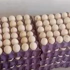 بيض بط بكيني مخصب