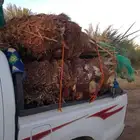 سلام عليكم ورحمته الله وبركته يوجد لدينا فسيل طيبة