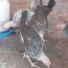 ديوك ..وفيوم شبابي