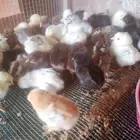 صوص بلدي