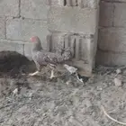 دجاجه واثنين صيصان للبيع