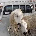 بسم الله وماشاءالله خرفان صفر بلدي عليها الكلام