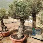 زيتون معمر للبيع اسباني درجه اولا