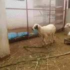 خروف للبيع