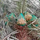 بيع نخل