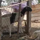 نعجه منتوج وقروب الله وعلم كم له نعجه ماشاءالله تبارك الله