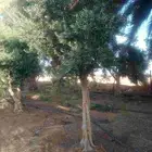 اشجار زيتون