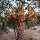 نخيل للبيع وشاري يسوم جمله وتفرد حتا واحده