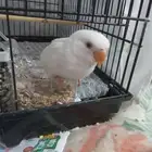 فرخ روز أليف نهاية غر