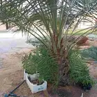 نخيل للبيع وشاري يسوم جمله وتفرد حتا واحده