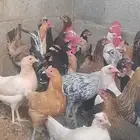 دجاج بلدي بياض