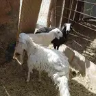 خرفان طيب اثنين عمارها سبع شهور وواحد عمره خمس شهور ونص