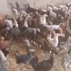 الجديد وصل دجاج بلدى والمنيوم وفيومي أعمارهم بين 5شهور ونص