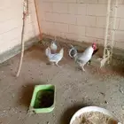 ديك دجاجتين